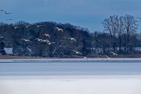 Waterbirds above the Schaalsee lake covered with ice and snow in the UNESCO Schaalsee Biosphere