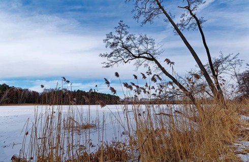 Snow-covered and ice-covered shore of the Heiliger See, a lake in the Grumsin Beech Forest UNESCO