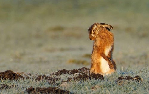 European hare (Lepus europaeus) with icebeard on a hoarfrost-covered meadow, Lake Dümmer, Germany