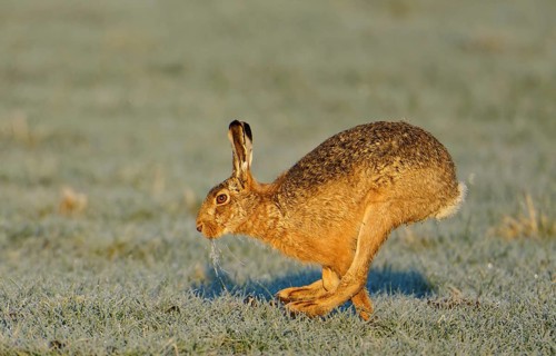 European hare (Lepus europaeus), meadow, running, Lake Dümmer, Germany