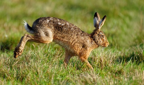 Running hare (Lepus europaeus), high speed, meadow, running, Lake Dümmer, Germany