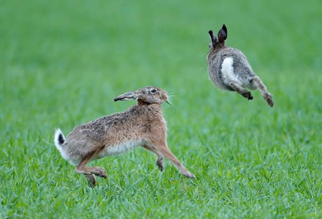European hare (Lepus europaeus), pair in a meadow, Lake Dümmer, Germany