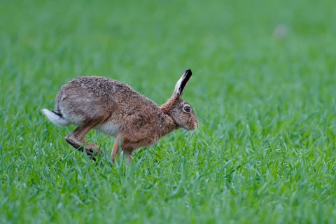 Hopping brown hare (Lepus europaeus), Texel Island, Netherlands
