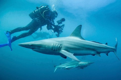 Diver photographing sharks, blacktip sharks (Carcharhinus limbatus) in the blue underwater world of