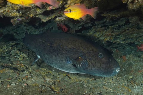 Dark-spotted star pufferfish (Arothron stellatus) lies under a stone plate with corals. Dive site