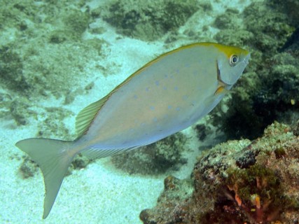 A fish with a yellowish back, white spot rabbitfish (Siganus sutor), swims over a sandy seabed in a