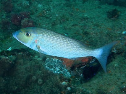 A blue-grey longnose street sweeper (Lethrinus nebulosus) swims over a richly vegetated seabed.