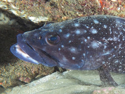 Close-up of a fish with distinctive eyes and mouth, white-spotted grouper (Epinephelus