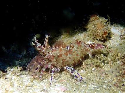 Detailed common marble shrimp (Saron marmoratus) with a distinctive pattern and fringed legs on a