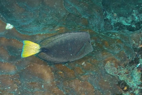 A fish with a yellow tail fin and scaly pattern, spotted rabbitfish (Siganus stellatus), swims
