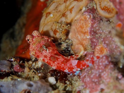 Small red-coloured fish, Cape three-finned blenny (Cremnochorites capensis), resting on a rocky