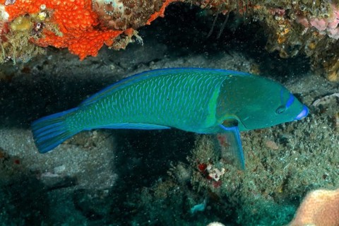 Turquoise-green blue-spotted wrasse (Anampses caeruleopunctatus) swimming in a coral reef. Dive