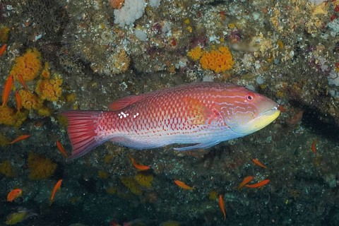 An orange-red fish, saddle spotted pigmy wrasse (Bodianus bilunulatus), swims in the reef area,