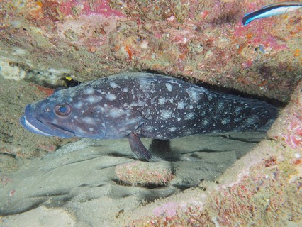 A large, dark-coloured white grouper (Epinephelus coeruleopunctatus) hides between rocks on a sandy