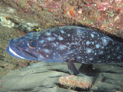 Close-up of a large white-spotted grouper (Epinephelus coeruleopunctatus) in a rocky underwater
