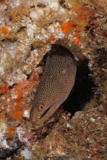 Abbott's moray eel (Gymnothorax eurostus) camouflages itself in a cave on the seabed. Dive site