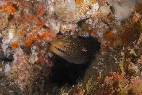 Abbott's moray eel (Gymnothorax eurostus) hides in a coral cave with orange-brown tones. Dive site