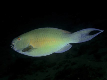 A nose hump parrotfish (Scarus rubroviolaceus), parrotfish, with green-blue colouring swims in the
