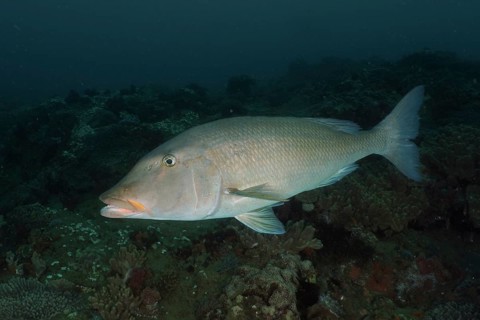 Big-headed snapper (Lethrinus olivaceus), snapper, with silver scales swims against a dark