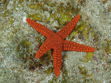 Bright orange-coloured Indian starfish (Fromia indica) with a striking pattern lies on a sandy