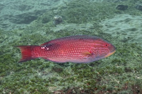 A red fish, saddle spotted pigmy wrasse (Bodianus bilunulatus), swims in clear water over a mossy