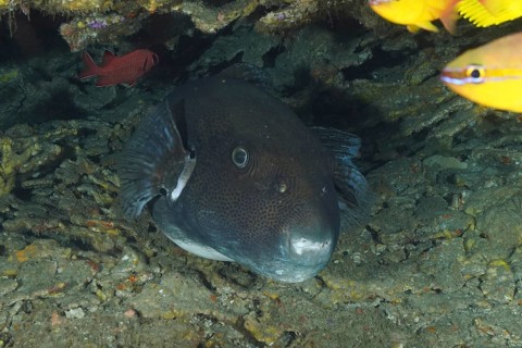 Dark star pufferfish (Arothron stellatus) peers out of its hiding place in the ocean. Dive site