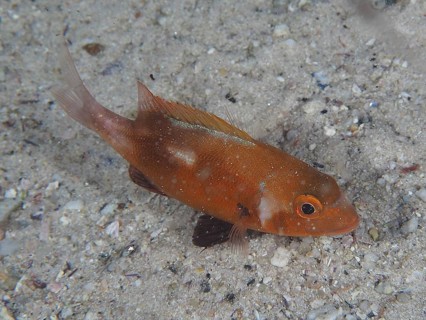 An orange-coloured fish, sea bream Red Roman (Chrysoblephus laticeps) juvenile, swimming over a
