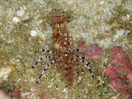 Well camouflaged common marbled shrimp (Saron marmoratus) with a detailed pattern on a sandy seabed