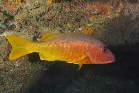 A yellow one-spot snapper (Lutjanus monostigma) in the reef with orange-coloured sponge formations.