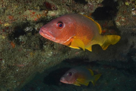 An orange-yellow one-spotted snapper (Lutjanus monostigma) swims near a cave. Dive site Sodwana Bay
