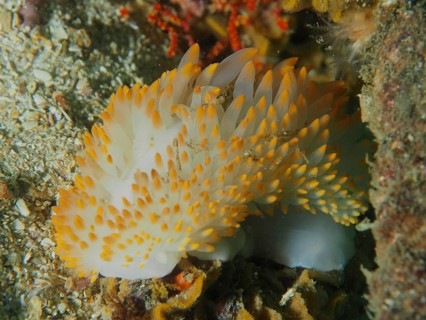 A soft nudibranch with orange tips, gas flame nudibranch (Bonisa nakaza), in corals. Dive site