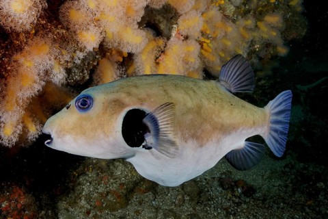 A seagrass pufferfish (Arothron immaculatus) swims sideways past corals in the ocean. Dive site