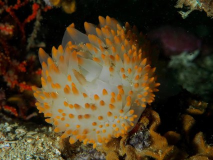 A nudibranch with orange-white tips, gas flame nudibranch (Bonisa nakaza), protrudes from coral.