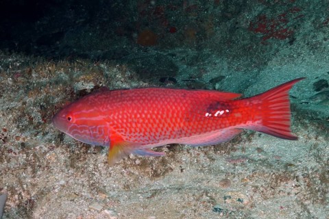 Red fish, saddle spotted pigmy wrasse (Bodianus bilunulatus), resting on the sandy seabed in the