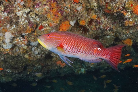 Red fish, saddle spotted pigmy wrasse (Bodianus bilunulatus), swimming in front of a colourful