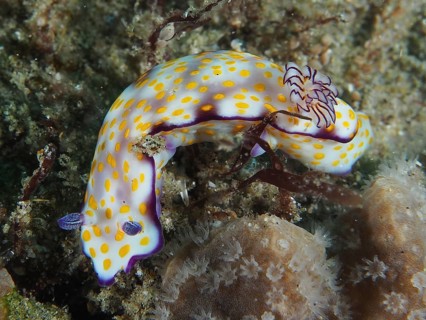 A colourful snail with white and yellow dots, Hypselodoris ghardaqana, crawls over corals. Dive