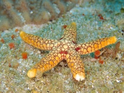 An orange-coloured starfish with a unique pattern, the orange-spotted starfish (Ferdina