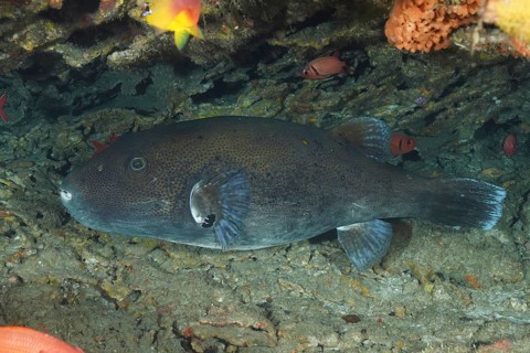 Star pufferfish (Arothron stellatus) lies hidden in the shadow of rocks in the ocean. Dive site