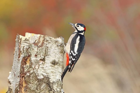 Great spotted woodpecker (Dendrocopus major), male, foraging on the trunk of a common birch (Betula