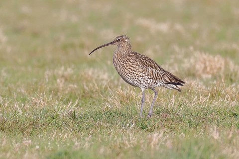 Eurasian curlew (Numenius arquata), foraging in a meadow, wildlife, animals, birds, snipe family,