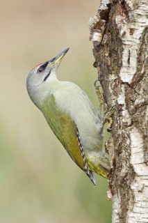 Grey-headed Woodpecker (Picus canus), female sitting on the trunk of a grey birch (Betula