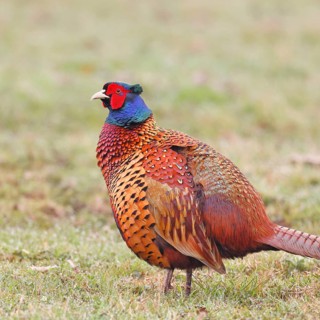 Pheasant, hunting pheasant (Phasianus colchicus), adult male bird in a meadow, animal portrait,