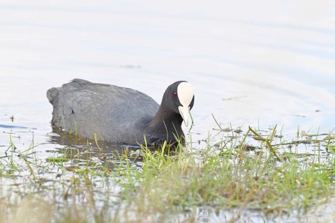 Eurasian Coot (Fulica atra), in morning mist on a flooded meadow, snipe birds, wildlife, nature