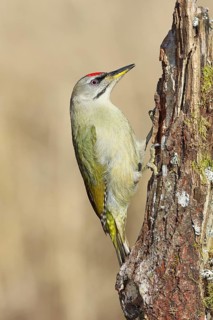 Grey-headed woodpecker (Picus canus), male sitting on a tree stump overgrown with moss and lichen,