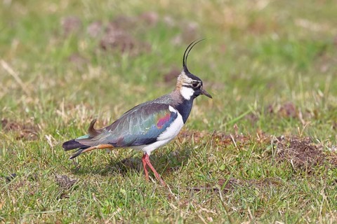 Northern Lapwing (Vanellus vanellus), in breeding plumage, foraging on a moor, wildlife, Lembruch,