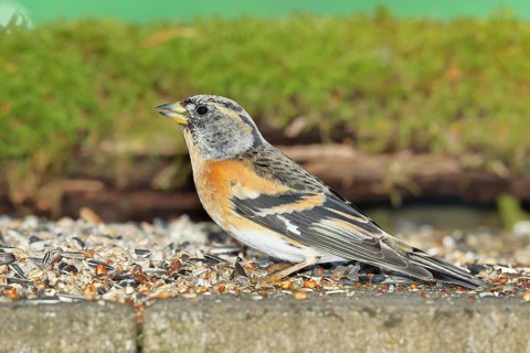 Brambling (Fringilla montifringilla) male, at a feeder in the garden, Wilnsdorf, North