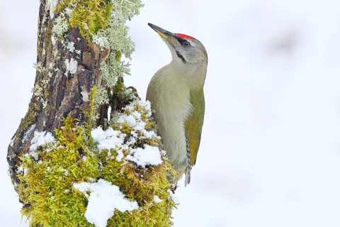 Grey-headed woodpecker (Picus canus), male sitting on dead wood overgrown with moss and lichen in