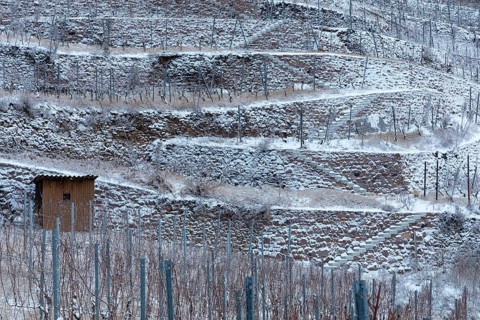 The snow-covered walls and terraces in the Golden Wagon vineyard create a graphic pattern,