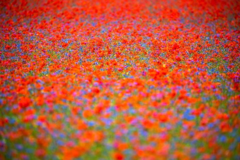 The lentil bloom in Castelluccio di Norcia, nestled in the Sibillini Mountains of the Italian