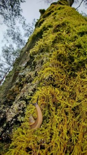 A snail (cochlea) crawls over a mossy (bryophyta) tree trunk in the forest, hiking along the former